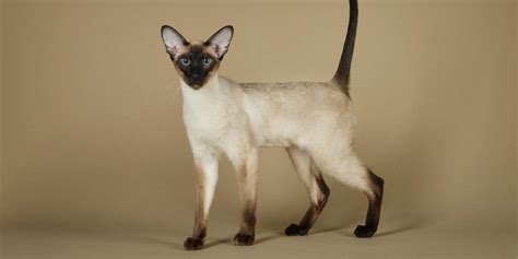 Siamese Cat Breed: Size, Appearance & Personality