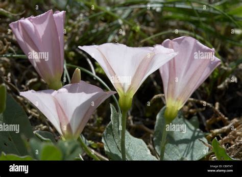 Field bindweed, Convolvulus arvensis, flowers Stock Photo - Alamy