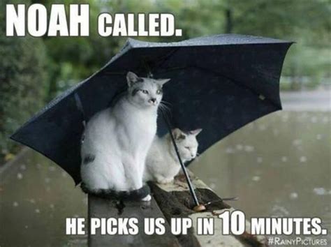 noah's ark - Dump A Day | Cat umbrella, Cats, Cute animals