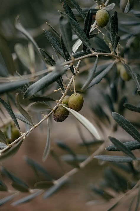 Olive Tree Wallpapers - Top Free Olive Tree Backgrounds - WallpaperAccess