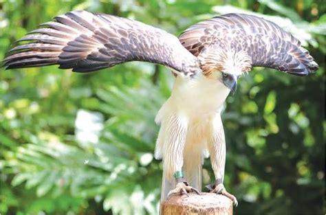 Philippine Eagle Wingspan