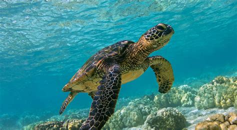 Green Sea Turtle | The Nature Conservancy