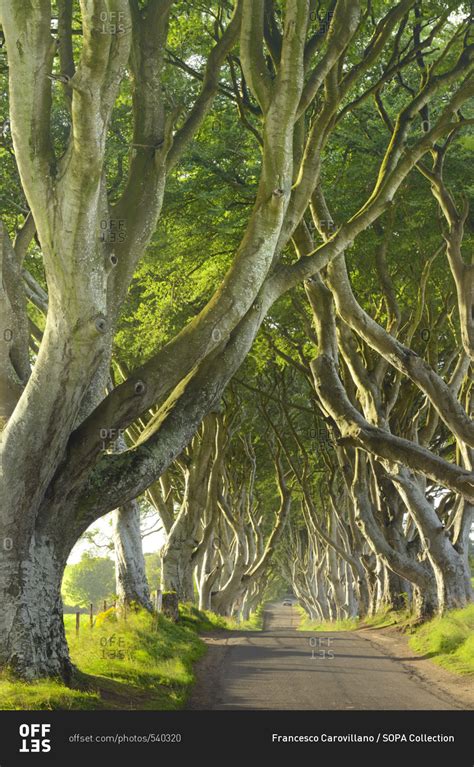 United Kingdom, UK, Northern Ireland, Ballymoney, Dark Hedges stock ...