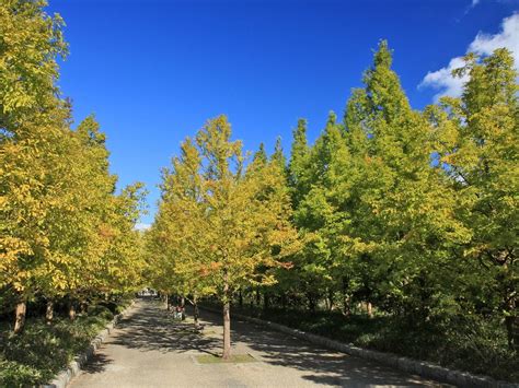 trees, autumn, road Wallpaper, HD Nature 4K Wallpapers, Images and ...