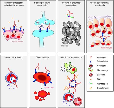 Frontiers | Mechanisms of Autoantibody-Induced Pathology