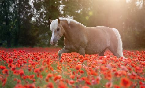 Wallpaper : animals, flowers, grass, field, poppies, flower, plant, pasture, meadow, mare, lawn ...