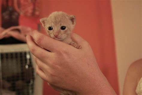 5 Things to Know About Caring for Bottle-Baby Kittens