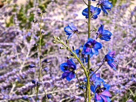 Delphinium Flower Blue - Free photo on Pixabay