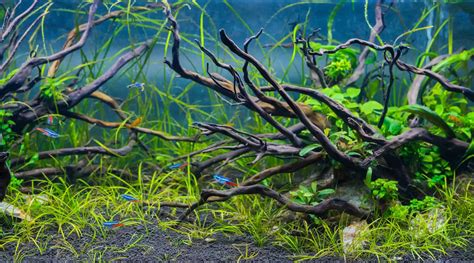 Aquarium Driftwood: Decorating That Comes With Benefits