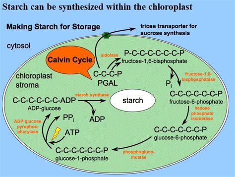 Animal Pharm: Plants Produce Carbs From Air: Calvin Cycle