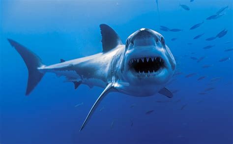 Are Great White Sharks Man Eaters? - Nautilus Adventures