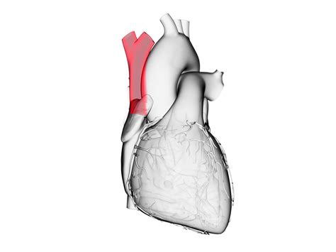 Superior Vena Cava: Anatomy and Function