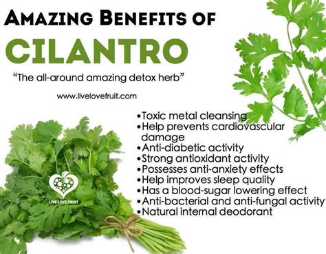 9 Incredible Health Benefits of Cilantro: The Amazing Detox Herb | Detox herbs, Herbs, Coconut ...