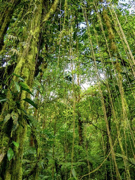 Tarzan Style Vines in Costa Rican Jungle Photograph by Leslie Struxness