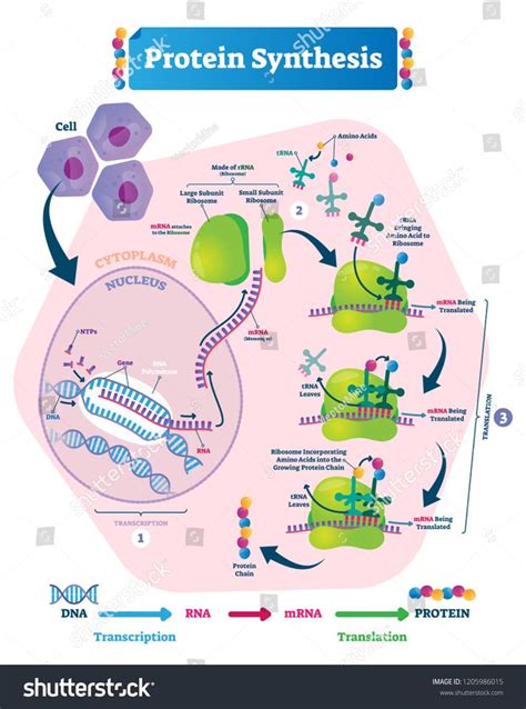 Protein synthesis vector illustration. Labeled transcription and translation steps diagram with ...