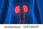 Human Kidneys Free Stock Photo - Public Domain Pictures