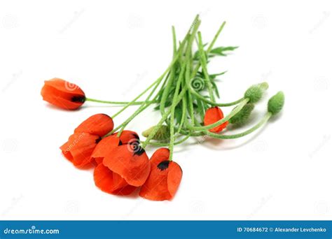 Bouquet of Wild Poppy Flowers Stock Photo - Image of poppy, petal: 70684672