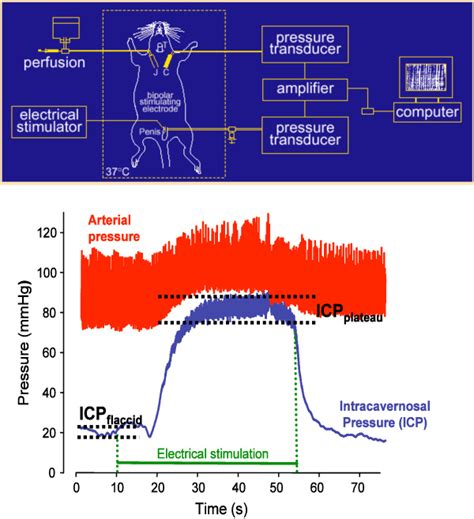 Figure 1: Schematic view of the experimental setting and typical recording of intracavernosal ...