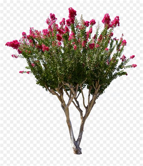 Crate Myrtle Png - Crepe Myrtle Tree Png, Transparent Png - vhv