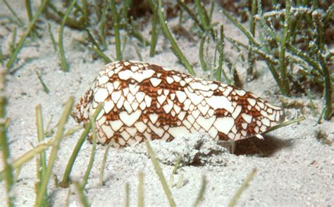 Glory-of-the-seas cone | marine snail | Britannica