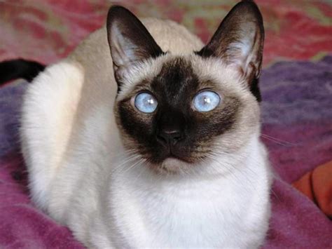 Beautiful Siamese - Siamese Cats Photo (18845226) - Fanpop