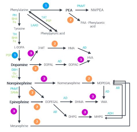 Epinephrine Synthesis