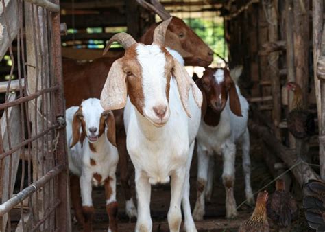 Raising Meat Goats 101: A Beginner's Guide to Raising Goats for Meat