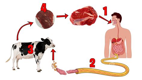 Taenia Saginata Life Cycle