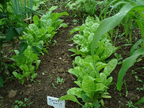 Vegetable Garden Growing | Healthy Swiss Chard In Our Vegeta… | Flickr