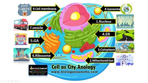 Cell Analogy Project by Emma Hightower on Prezi - Worksheets Library