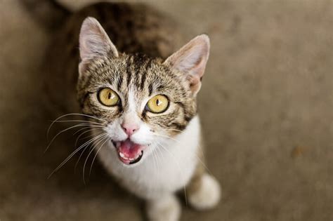 Excessive Meowing In Cats Explained (Causes And Solutions) - Cats.com