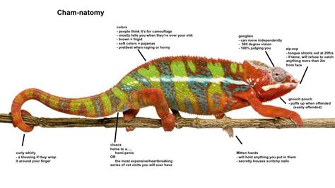 Anatomy Of A Lizard - Anatomy Reading Source