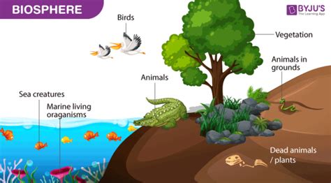 What is Biosphere? - Definition, Resources with Examples & Images