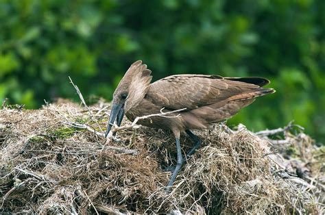 Hammerkop Building A Nest Photograph by Peter Chadwick/science Photo Library - Fine Art America