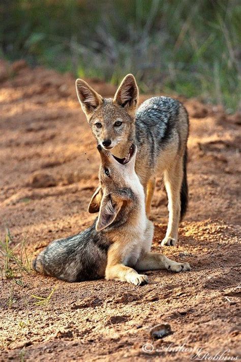 34 best Jackals images on Pinterest | Animal kingdom, Animales and Wild animals