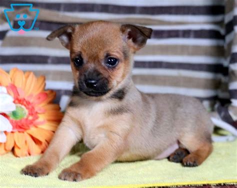 Chihuahua Pug Mix Puppies For Sale Near Me - Pets Lovers