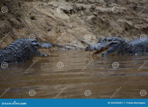 Closeup Side on Portrait of Two Black Caiman Melanosuchus Niger Fighting in Water with Jaws Open ...