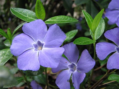 Beautiful flowers on the glade periwinkle wallpapers and images - wallpapers, pictures, photos