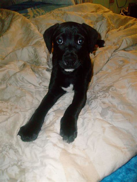 Boxador (Boxer-Lab Mix) Info, Temperament, Training, Puppies, Pictures