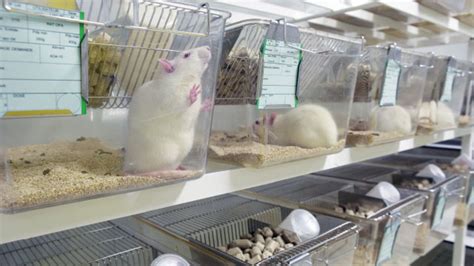 Assessing the Behavior of Lab Animals | The Scientist Magazine®