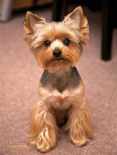 Amazing Cute Short Yorkie Haircuts | TrueHairstyle