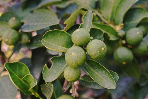 Lime fruit;lime tree stock image. Image of fresh, food - 79962435