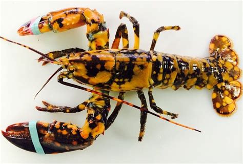 Calico lobsters are the second rarest lobster in the world, after albino lobsters. (Görüntüler ile)