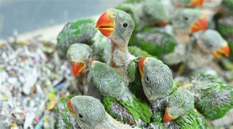 Parakeets Are Not Pets! | Nature inFocus