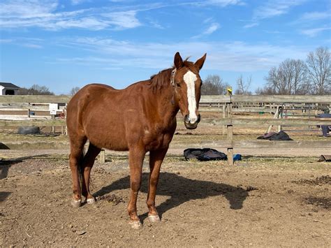 Horses Available for Adoption - Sumner Brook Farm Inc. Equine Rescue ...