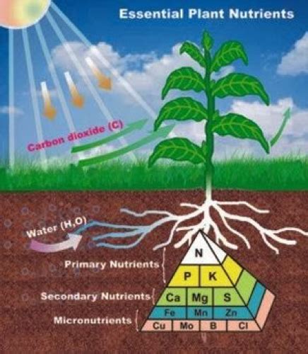 Soil and Nutrients 1 | CropWatch