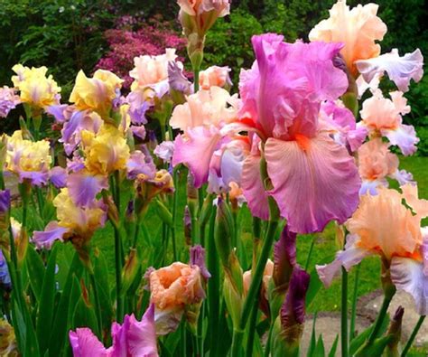 Pink Iris in a Vibrant Garden