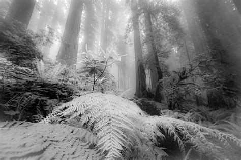 Redwood Forest Photography - Photo Masters Workshops