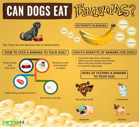 Are Bananas Safe For Your Dog