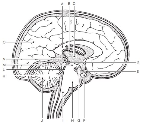 unit 5 - brain/brain stem diagram Diagram | Quizlet